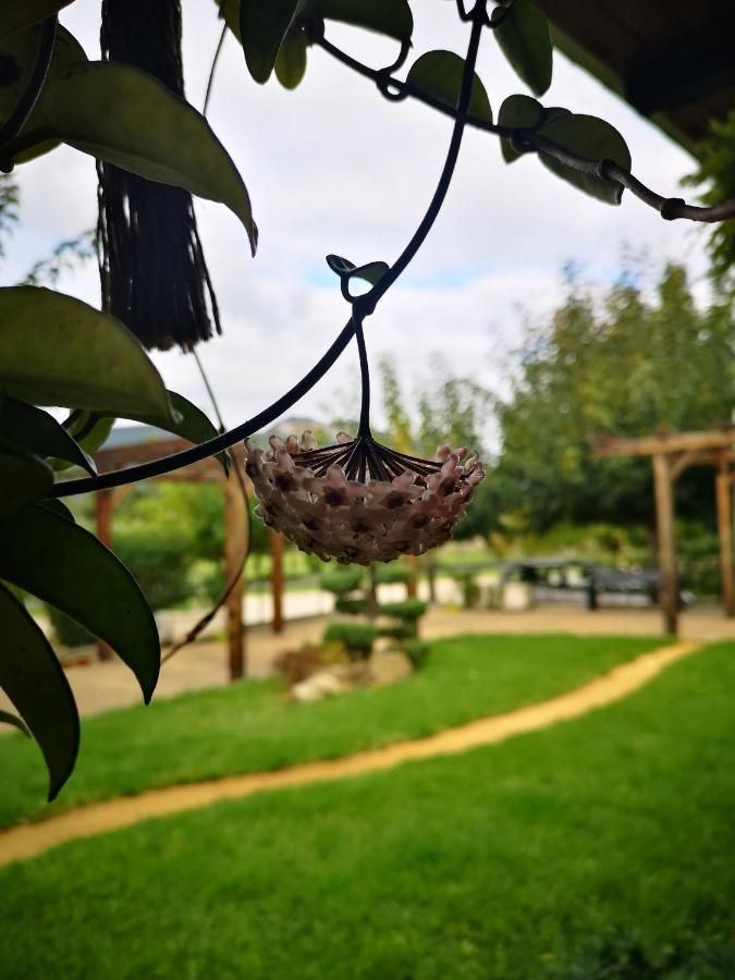 Faldejaes Casa Da Ferreirinhaゲストハウス エクステリア 写真